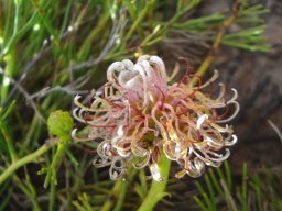 Serruria cygnea flowerhead accompanied by green youngster